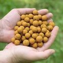 10kg voerboilies 20mm, keuze uit div smaken/ op=op en max 20 kg per bestelling