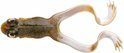 Spro The Frog shad 12 cm. Brown