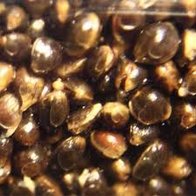 3LTR pot met Hempseed prepared  particles