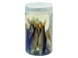 Albatros aasvisjes roach 8/10 cm