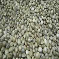 Hennepzaad  1 kg  (max  15 kg per bestelling; grotere afnames afhalen svp)