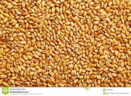 Tarwe 5 kg                                 max 3x5 kg per verzending; grotere afnames svp afhalen